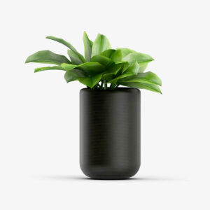 Tedo Emporium Bonsai with Vase