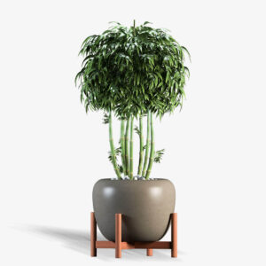Lucky Bamboo Stand Vase Stedy